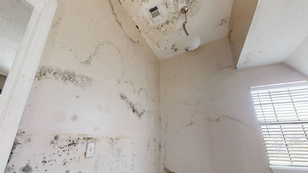 Reliable Spearman, TX Mold Removal Solutions