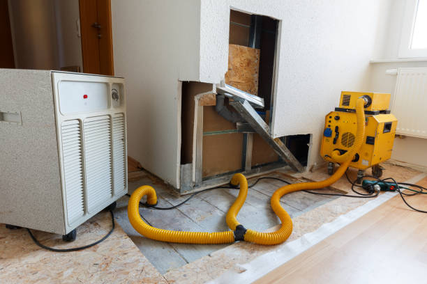 Best Attic Mold Removal  in Spearman, TX