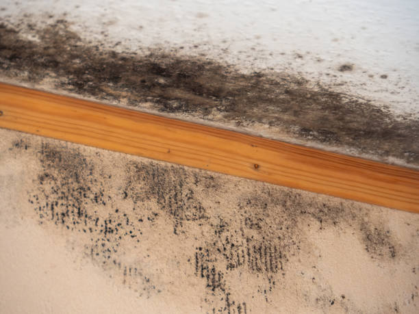 Best Dehumidification Services  in Spearman, TX