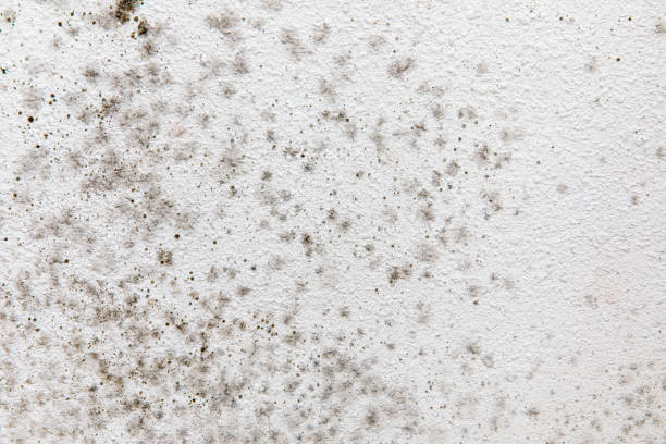Best Mold Damage Restoration  in Spearman, TX