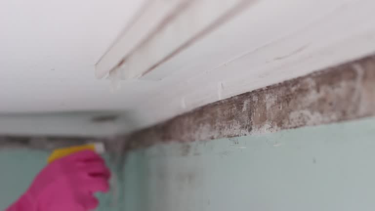 Best Industrial Mold Remediation  in Spearman, TX