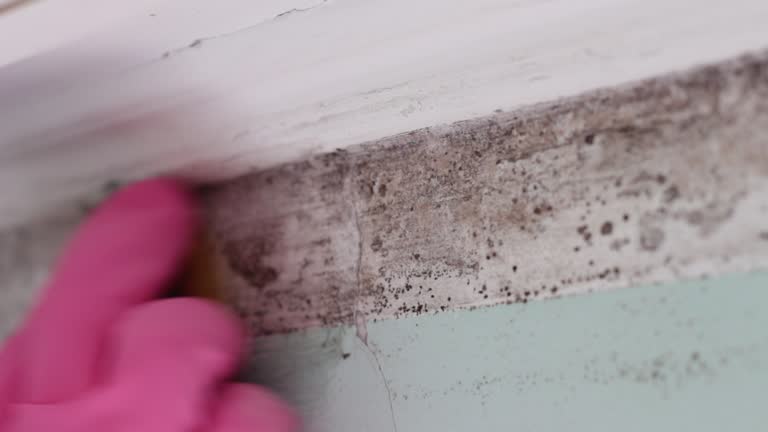 Best Mold-Related Health Consultation  in Spearman, TX